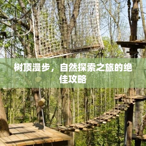 树顶漫步，自然探索之旅的绝佳攻略