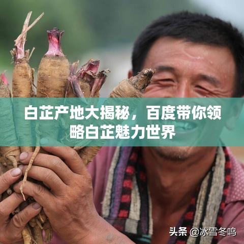 白芷产地大揭秘，百度带你领略白芷魅力世界