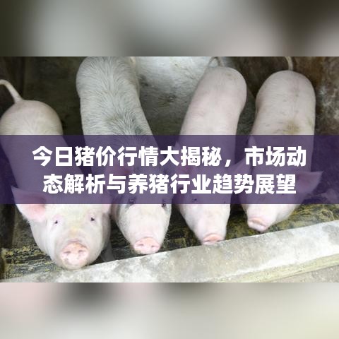 今日猪价行情大揭秘，市场动态解析与养猪行业趋势展望