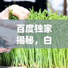 百度独家揭秘，白蒿的多样吃法大全