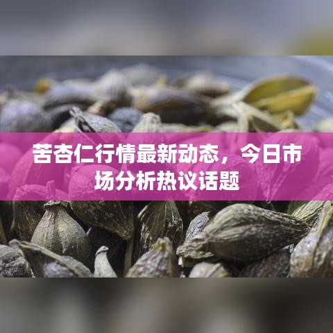 苦杏仁行情最新动态，今日市场分析热议话题