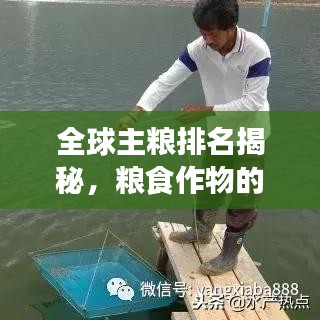 全球主粮排名揭秘，粮食作物的格局演变与变迁