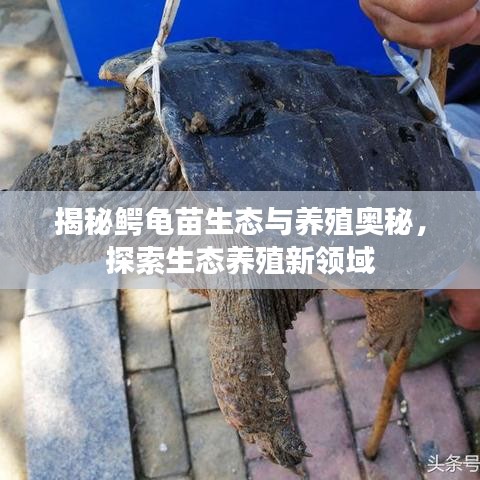 揭秘鳄龟苗生态与养殖奥秘，探索生态养殖新领域