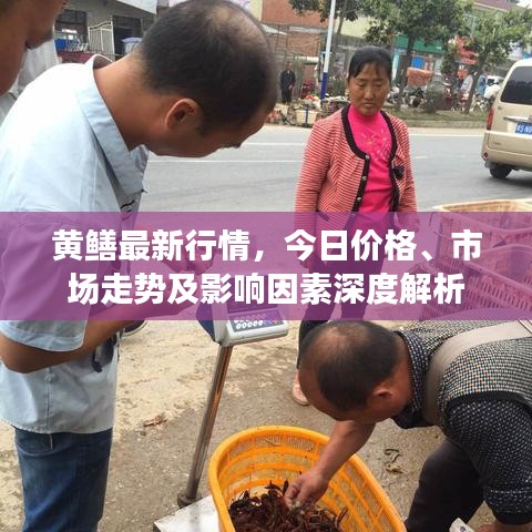 黄鳝最新行情，今日价格、市场走势及影响因素深度解析
