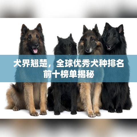 犬界翘楚，全球优秀犬种排名前十榜单揭秘
