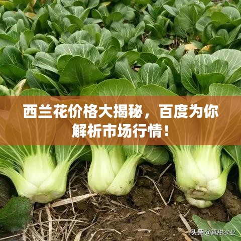 西兰花价格大揭秘，百度为你解析市场行情！