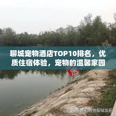 聊城宠物酒店TOP10排名，优质住宿体验，宠物的温馨家园