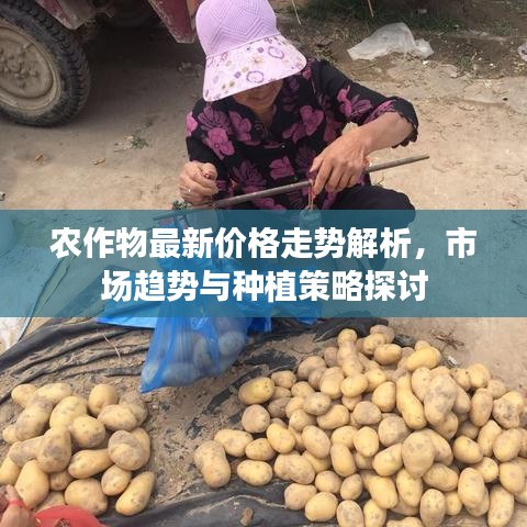 农作物最新价格走势解析，市场趋势与种植策略探讨