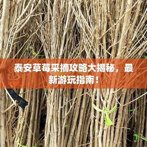 泰安草莓采摘攻略大揭秘，最新游玩指南！