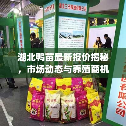 湖北鸭苗最新报价揭秘，市场动态与养殖商机一网打尽