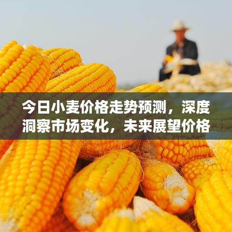 今日小麦价格走势预测，深度洞察市场变化，未来展望价格波动！
