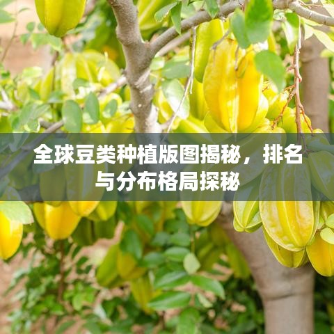全球豆类种植版图揭秘，排名与分布格局探秘