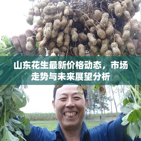 山东花生最新价格动态，市场走势与未来展望分析