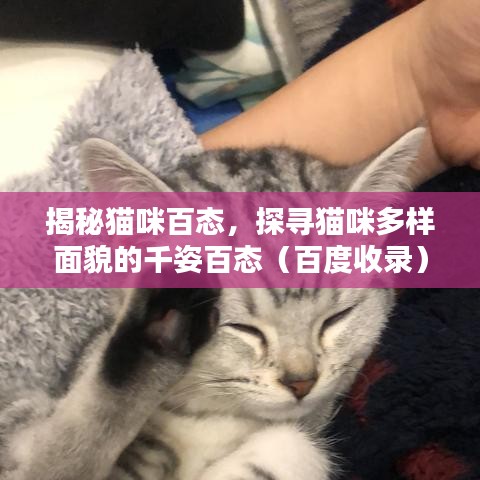 揭秘猫咪百态，探寻猫咪多样面貌的千姿百态（百度收录）