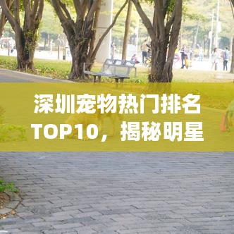 深圳宠物热门排名TOP10，揭秘明星宠物与受欢迎之选