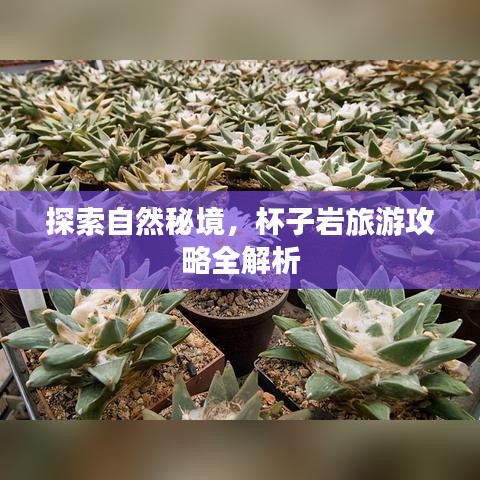 探索自然秘境，杯子岩旅游攻略全解析