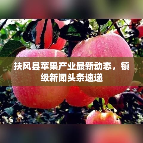 扶风县苹果产业最新动态，镇级新闻头条速递