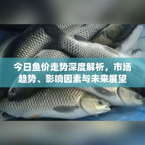 今日鱼价走势深度解析，市场趋势、影响因素与未来展望