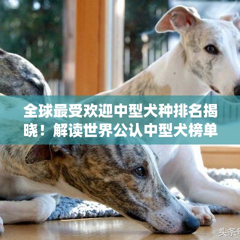 全球最受欢迎中型犬种排名揭晓！解读世界公认中型犬榜单