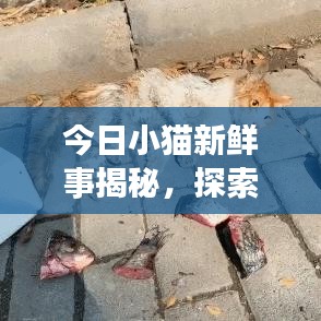 今日小猫新鲜事揭秘，探索猫咪世界的最新动态