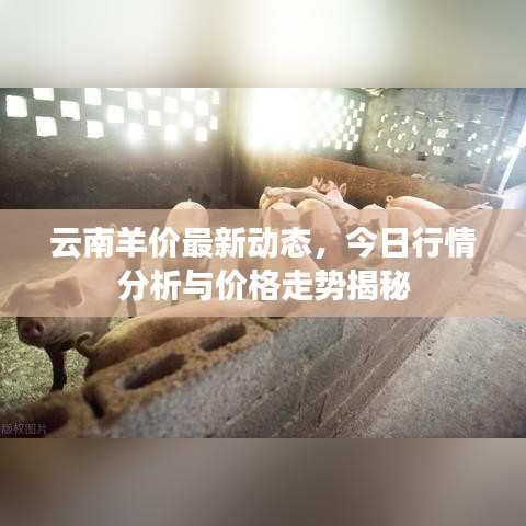 云南羊价最新动态，今日行情分析与价格走势揭秘