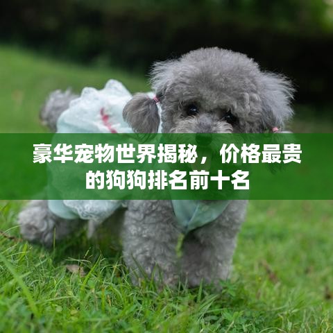 豪华宠物世界揭秘，价格最贵的狗狗排名前十名