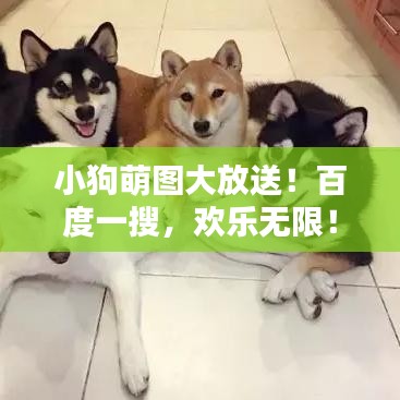 小狗萌图大放送！百度一搜，欢乐无限！