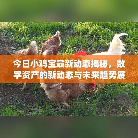 今日小鸡宝最新动态揭秘，数字资产的新动态与未来趋势展望