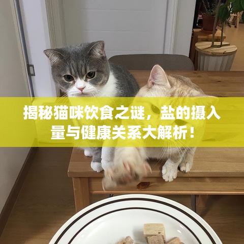 揭秘猫咪饮食之谜，盐的摄入量与健康关系大解析！