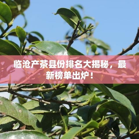 临沧产茶县份排名大揭秘，最新榜单出炉！