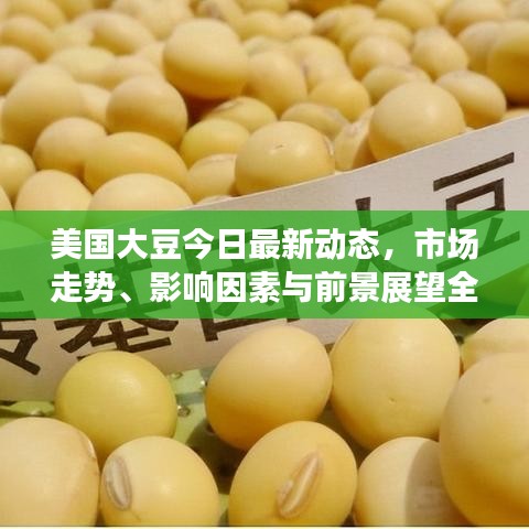 美国大豆今日最新动态，市场走势、影响因素与前景展望全解析