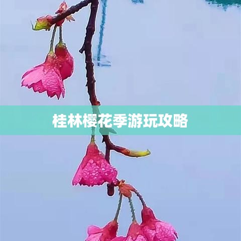 桂林樱花季游玩攻略