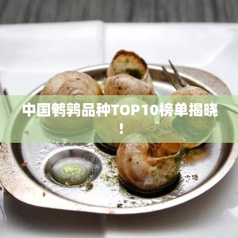 中国鹌鹑品种TOP10榜单揭晓！