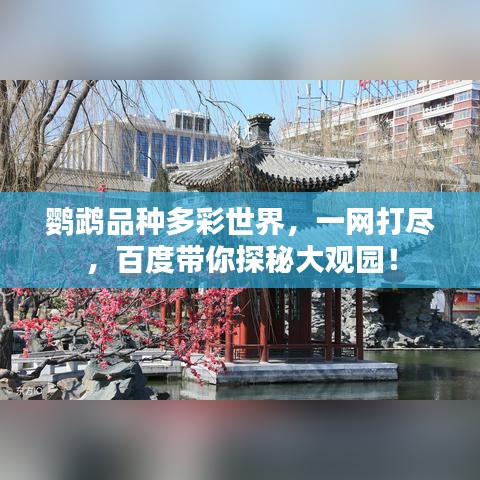 鹦鹉品种多彩世界，一网打尽，百度带你探秘大观园！