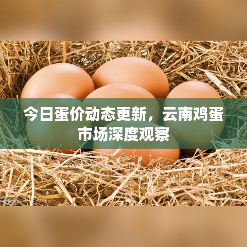今日蛋价动态更新，云南鸡蛋市场深度观察