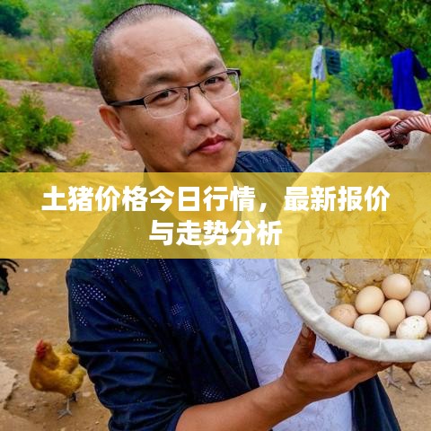 土猪价格今日行情，最新报价与走势分析