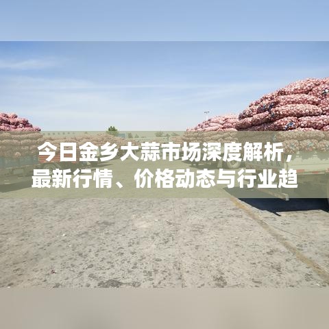 今日金乡大蒜市场深度解析，最新行情、价格动态与行业趋势洞察