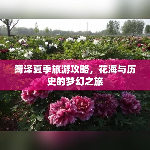 菏泽夏季旅游攻略，花海与历史的梦幻之旅