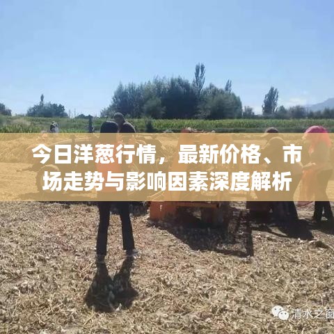 今日洋葱行情，最新价格、市场走势与影响因素深度解析
