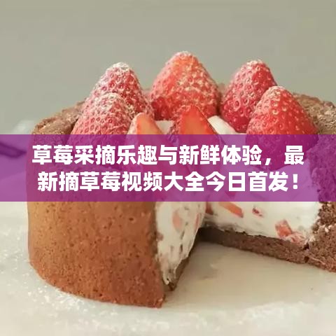 草莓采摘乐趣与新鲜体验，最新摘草莓视频大全今日首发！