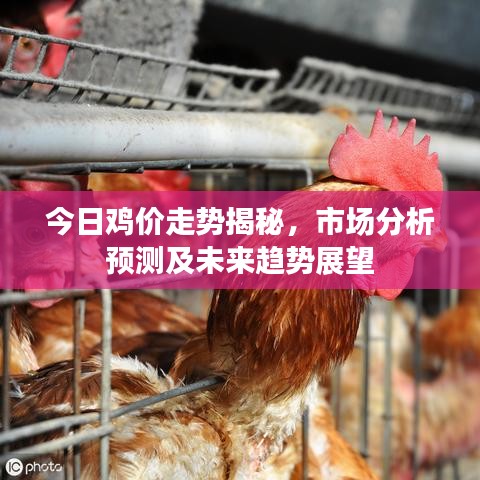 今日鸡价走势揭秘，市场分析预测及未来趋势展望
