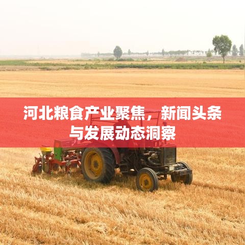 河北粮食产业聚焦，新闻头条与发展动态洞察