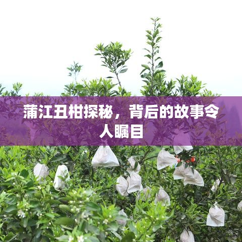 蒲江丑柑探秘，背后的故事令人瞩目
