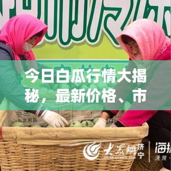 今日白瓜行情大揭秘，最新价格、市场走势及种植户反应观察