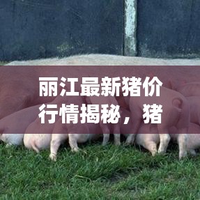丽江最新猪价行情揭秘，猪肉市场现状与未来趋势展望