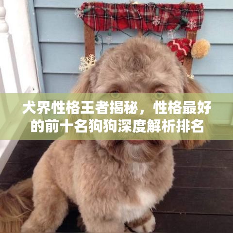 犬界性格王者揭秘，性格最好的前十名狗狗深度解析排名