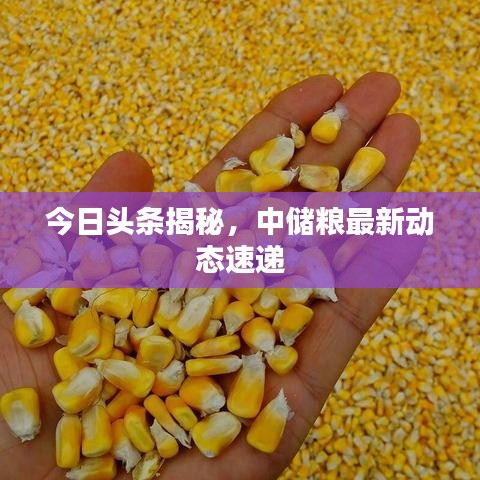 今日头条揭秘，中储粮最新动态速递