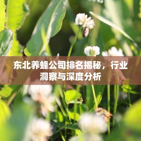 东北养蜂公司排名揭秘，行业洞察与深度分析