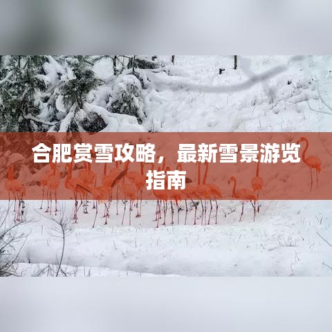 合肥赏雪攻略，最新雪景游览指南