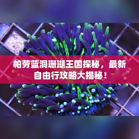 帕劳蓝洞珊瑚王国探秘，最新自由行攻略大揭秘！